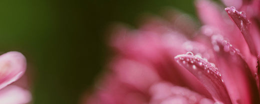 Close-up of vibrant pink flower petals with water droplets, symbolizing the renewal and rejuvenation of the skin during the transition from winter to spring.