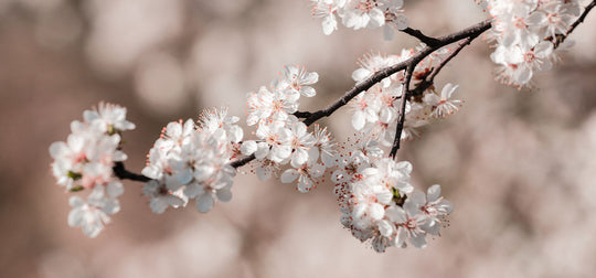 A serene image capturing the delicate beauty of cherry blossoms in full bloom, their soft pink petals symbolizing the rejuvenating spirit of spring.