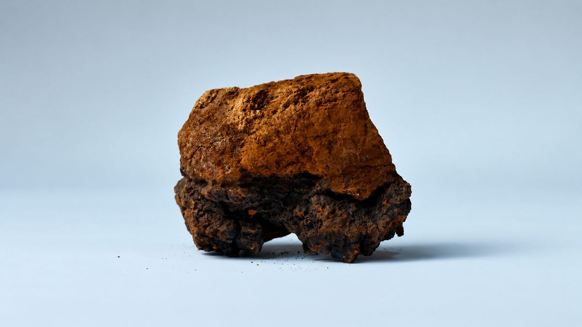 Chaga mushroom with a golden-brown interior and dark outer surface on a light blue background
