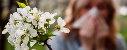 Close-up of vibrant spring blossoms under a clear blue sky, symbolizing the start of the allergy season.