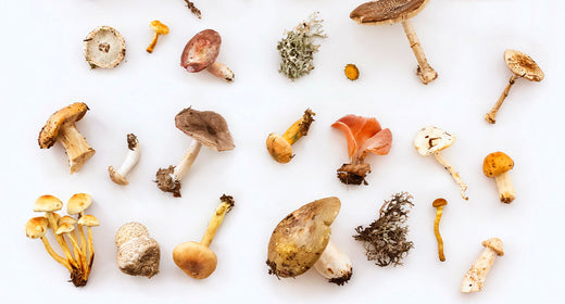 An image featuring a diverse array of mushrooms, each distinct in shape and color, artfully arranged to showcase the natural variety and beauty of these potent skincare superfoods.