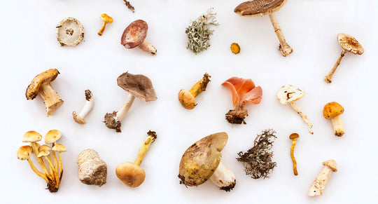 An image featuring a diverse array of mushrooms, each distinct in shape and color, artfully arranged to showcase the natural variety and beauty of these potent skincare superfoods.